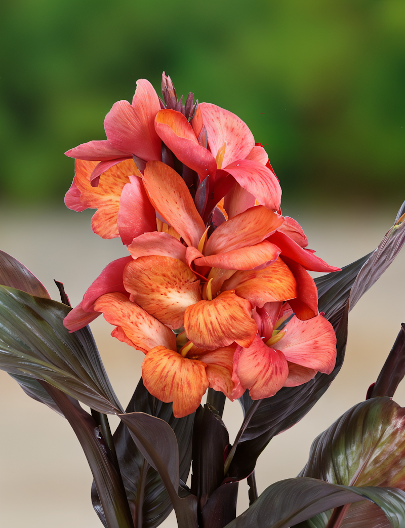 Canna Indica 'Cannasun Alisa' con fiori rossi e foglie verdi lussureggianti in un paesaggio di giardino esotico