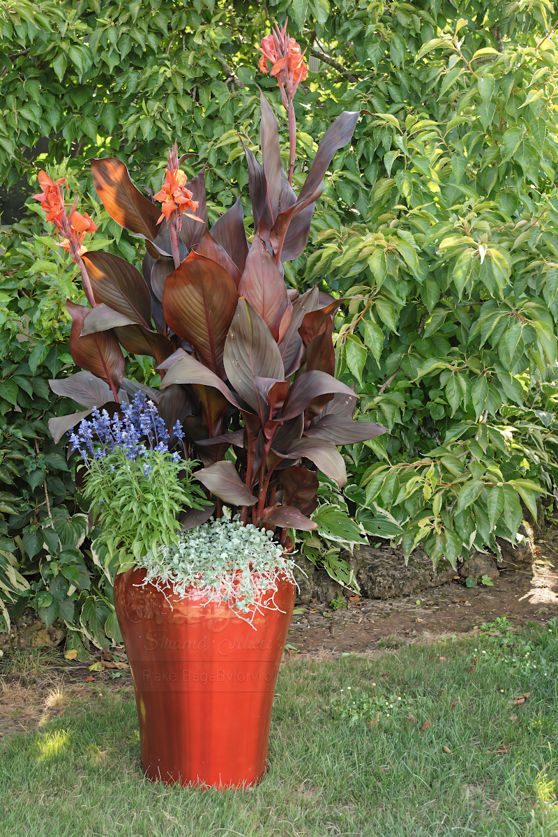 Canna indica Tropicanna, pianta esotica con foglie variegate e fiori arancioni nel giardino