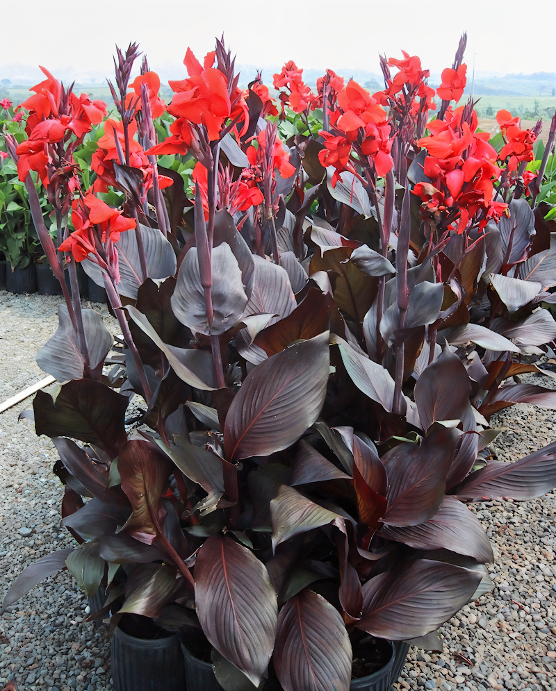 Canna indica 'Tropicanna Black' con fogliame scuro e fiori arancioni brillanti in un giardino tropicale