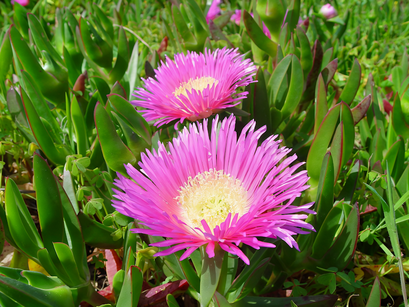 Carpobrotus edulis in piena fioritura su pendio roccioso mediterraneo