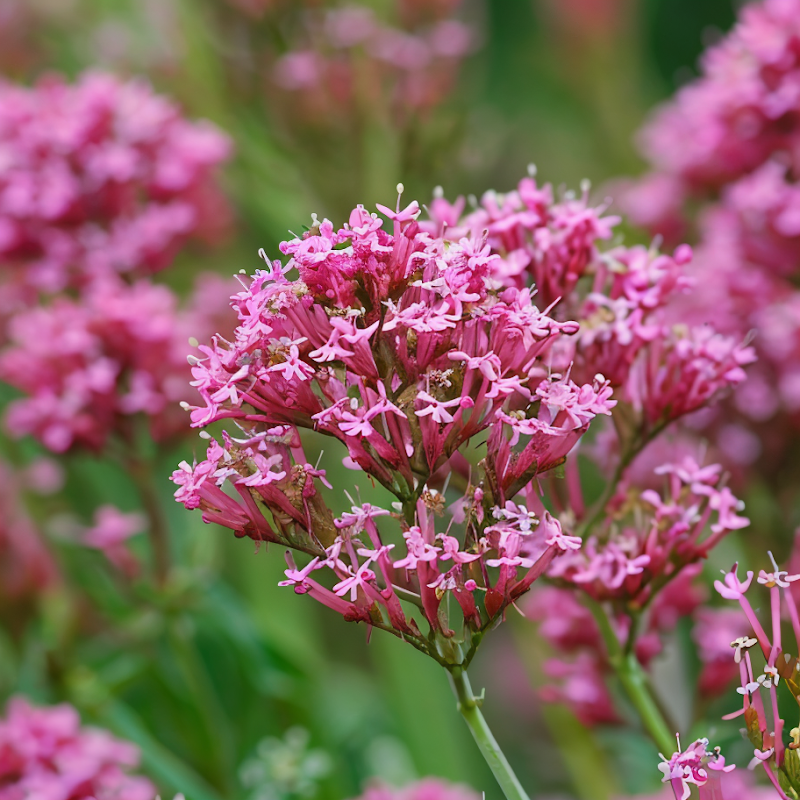 Centranthus ruber 'Rose' in piena fioritura, un tocco di colore nel giardino