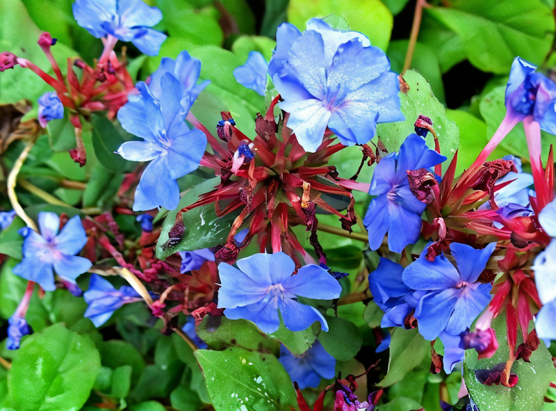 Ceratostigma plumbaginoides in fioritura autunnale, coprisuolo blu vibrante