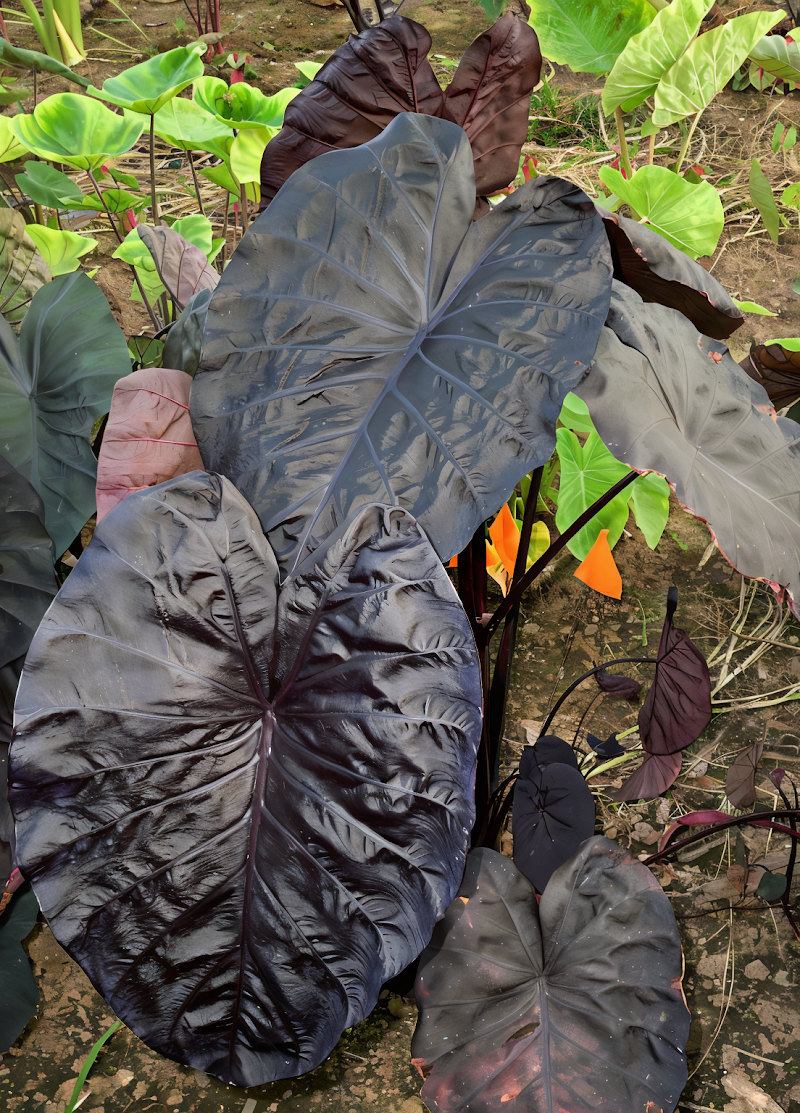 Colocasia esculenta 'Black Sapphire Gecko' con foglie scure e lucide in un giardino tropicale.