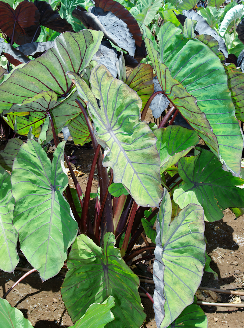Colocasia esculenta 'Blue Hawaii' con foglie blu-verdi e venature scure