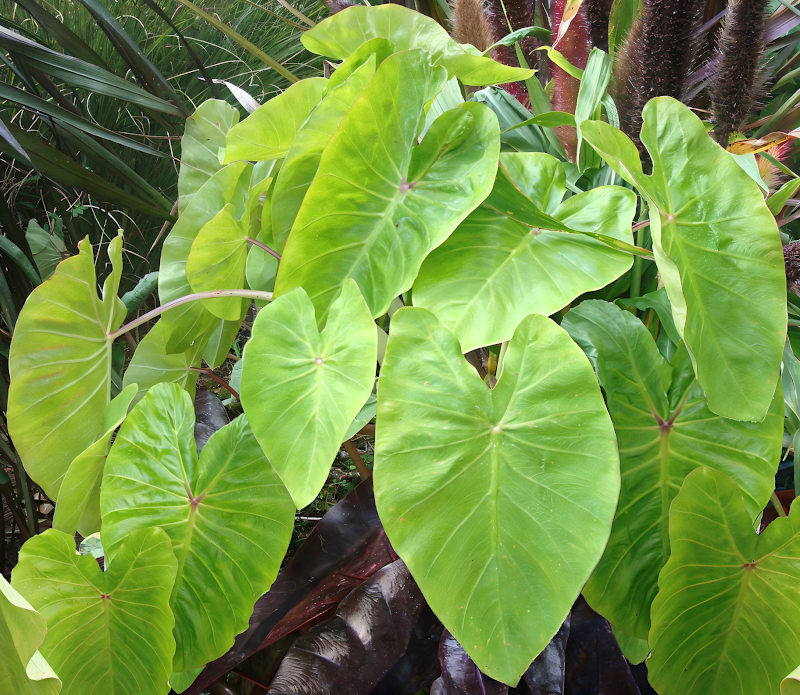 Colocasia esculenta Maui Gold in pieno fogliame dorato, pianta esotica tropicale