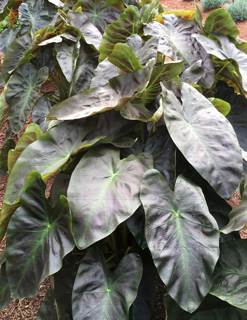 Colocasia esculenta 'Royal Hawaiian Aloha' con foglie scure e venature rosa in giardino tropicale.