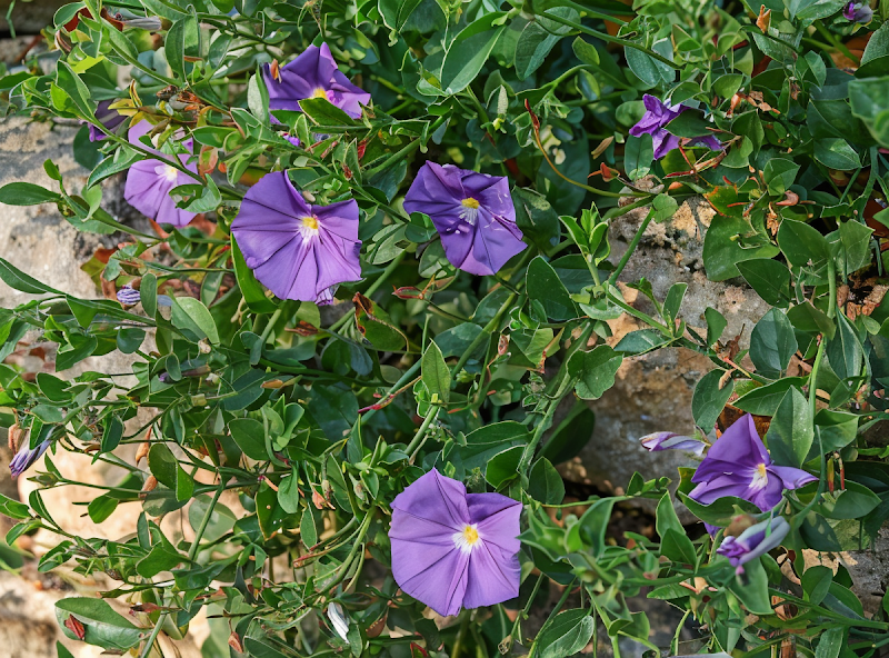 Convolvulus mauritanicus 'Dark Form' in piena fioritura su un muretto a secco