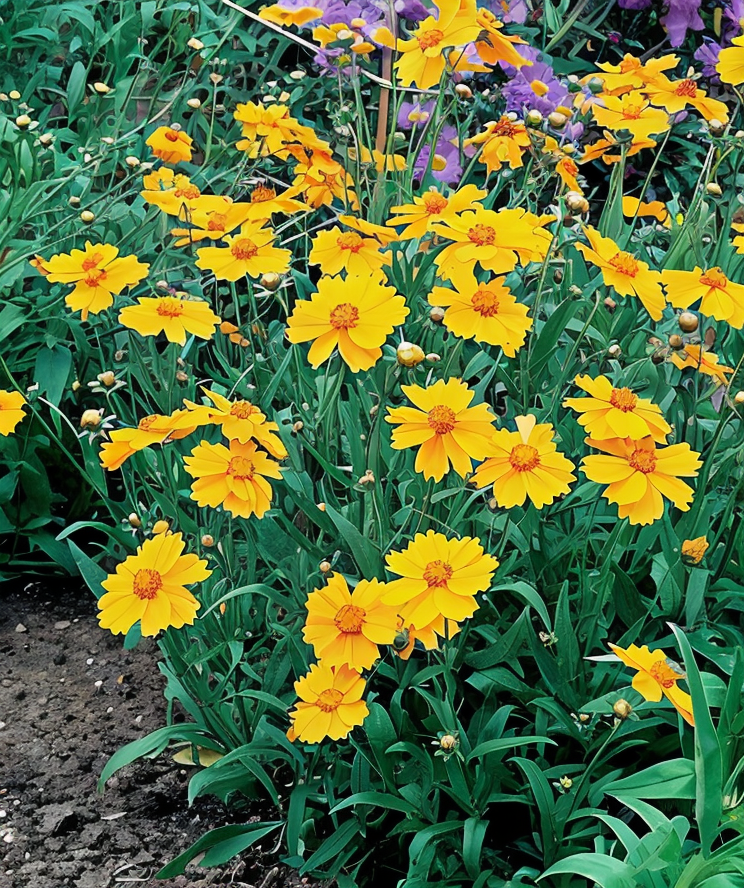 Coreopsis lanceolata 'Sterntaler' con vivaci fiori gialli in un giardino soleggiato