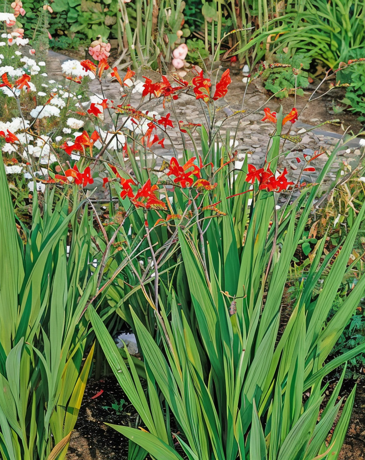 Crocosmia 'Lucifer' in piena fioritura, fiori rossi vibranti in giardino