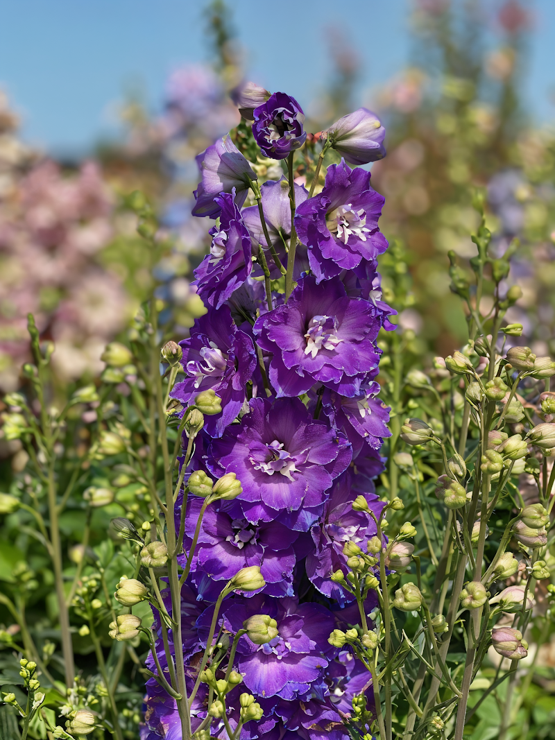 Delphinium 'Delgenius Glitzy' in piena fioritura con spighe di fiori blu-viola