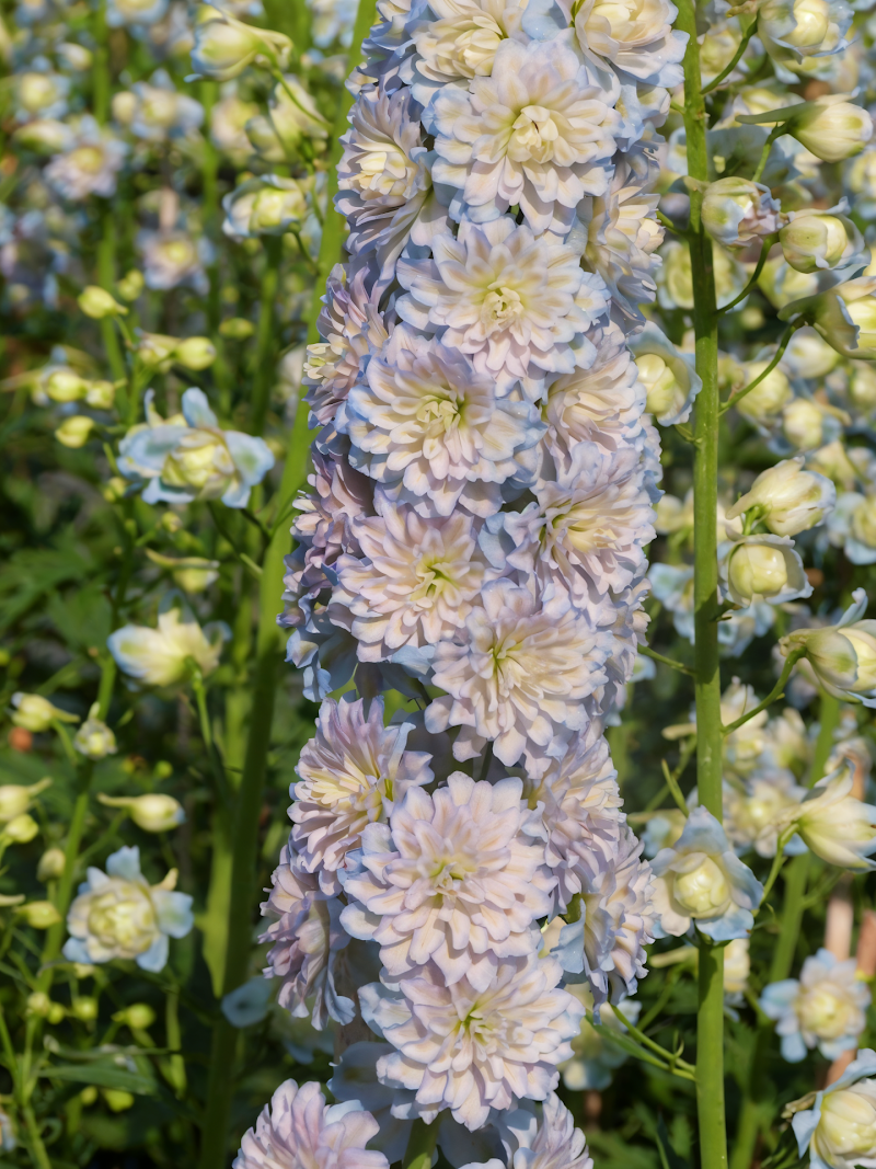 Delphinium Highlander Moonlight in piena fioritura, un'esplosione di spighe bianco crema nel giardino