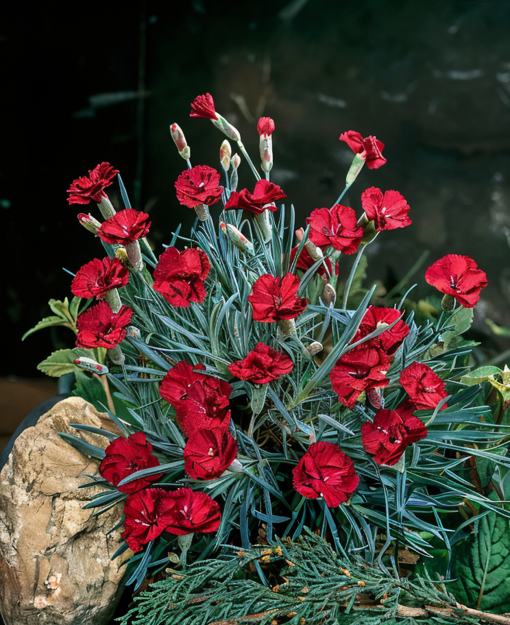 Dianthus gratianopolitanus 'Badenia' garofano alpino in fiore in giardino roccioso