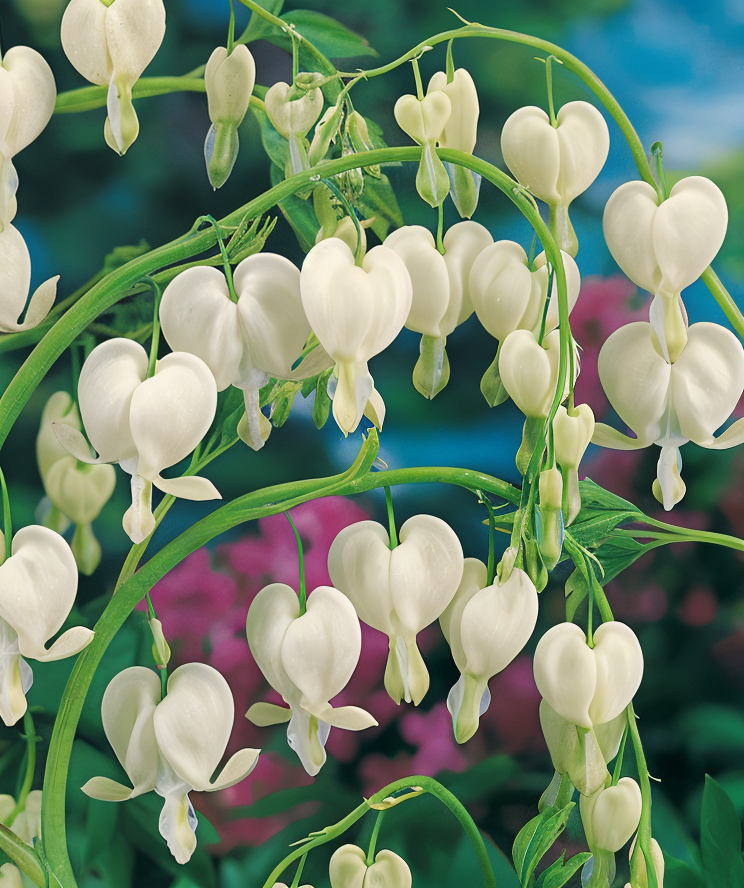 Dicentra spectabilis 'Alba' fiori bianchi a forma di cuore in ombra