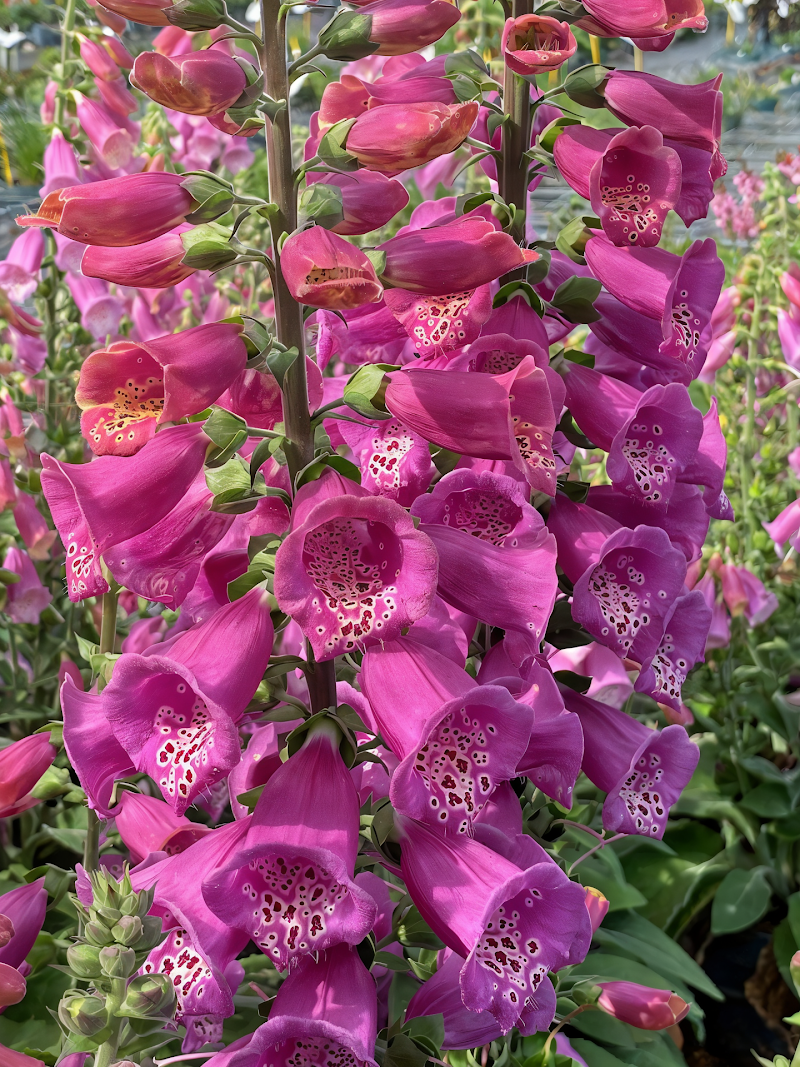 Digitalis Lucas Xxl Pink in piena fioritura, con spighe rosa intense in un giardino