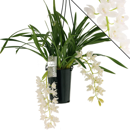Cymbidium Ice Cascade, dettaglio dei fiori bianchi