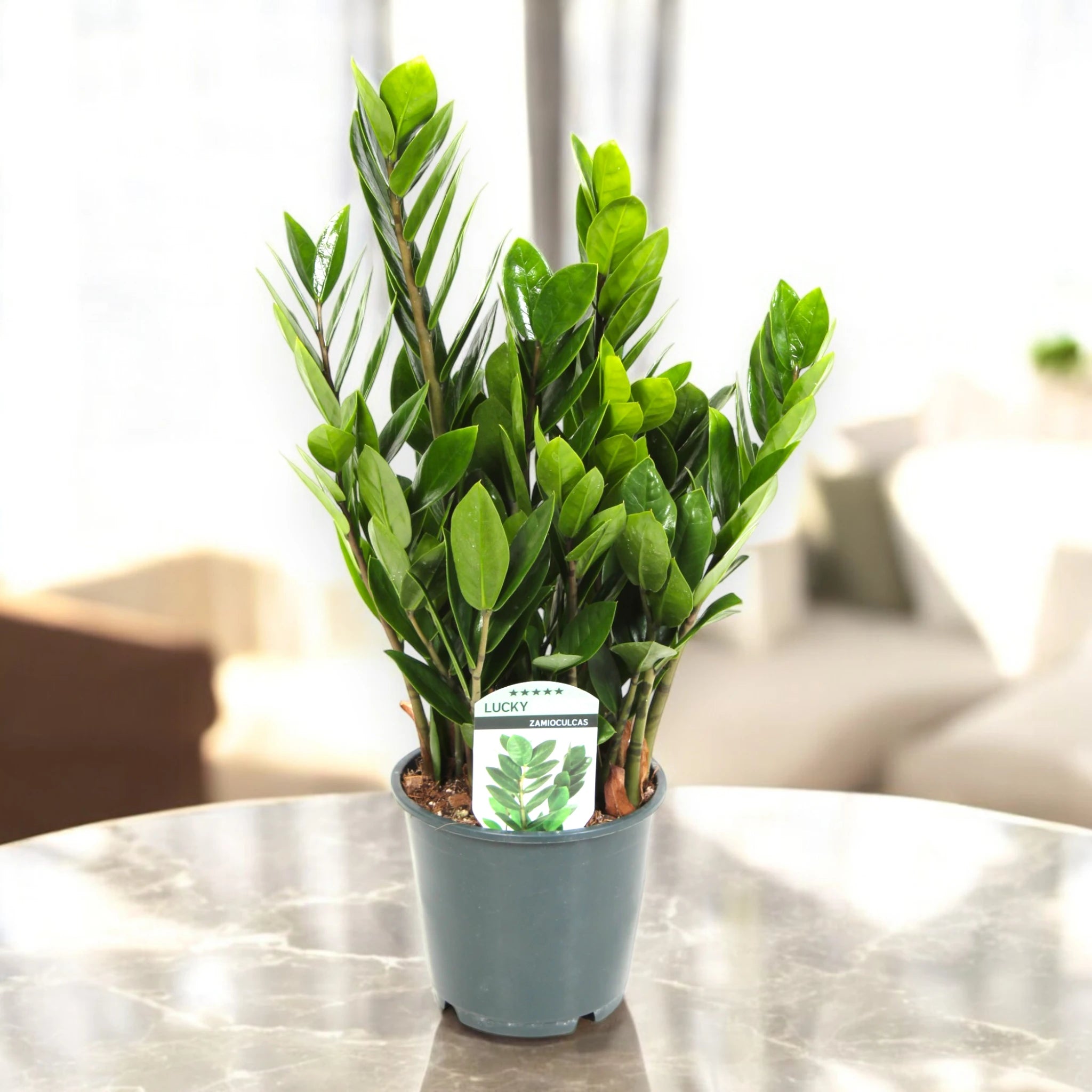 Zamioculcas zamiifolia (pianta ZZ) su sfondo in marmo