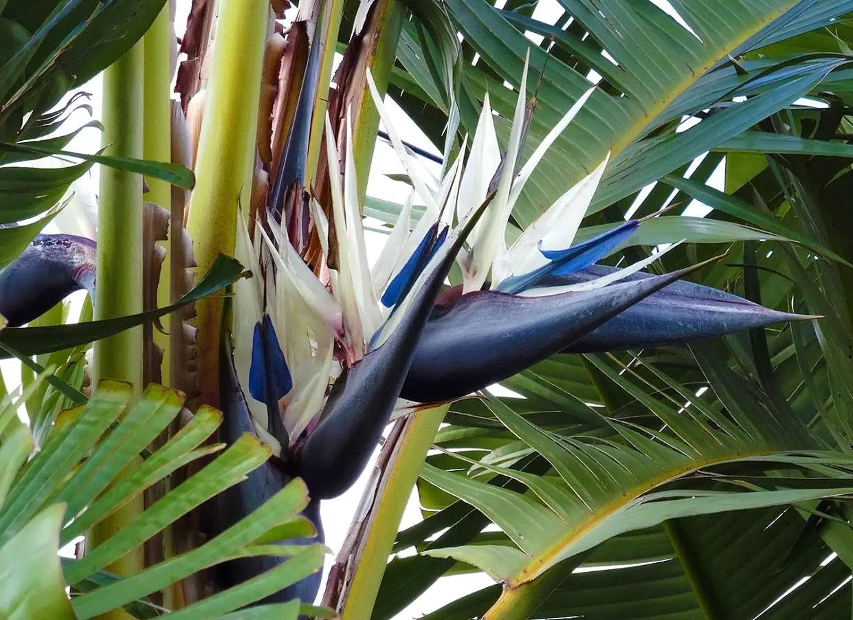 Strelitzia augustae - pianta