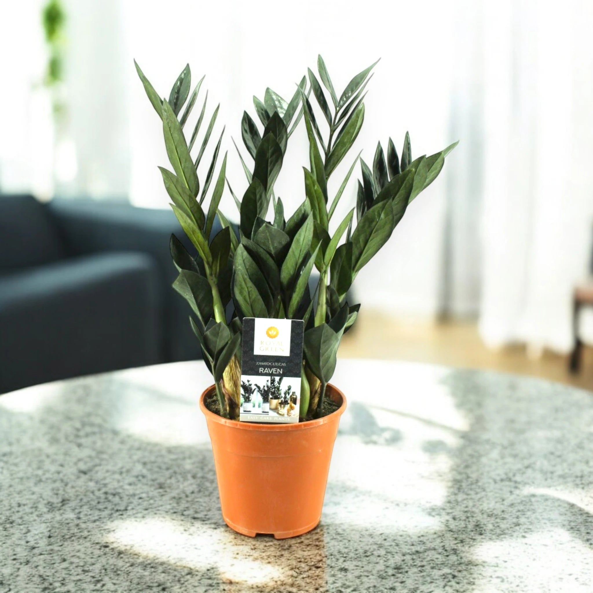 Zamioculcas 'Raven' in vaso decorativo