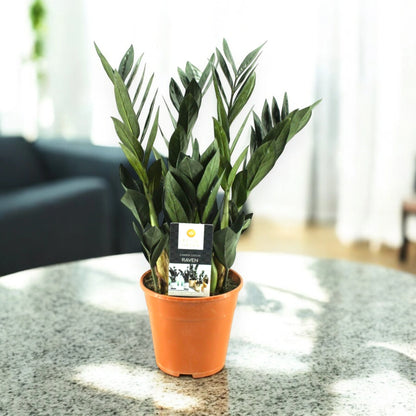 Zamioculcas 'Raven' in vaso decorativo