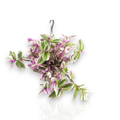 Tradescantia Nanouk - dettaglio