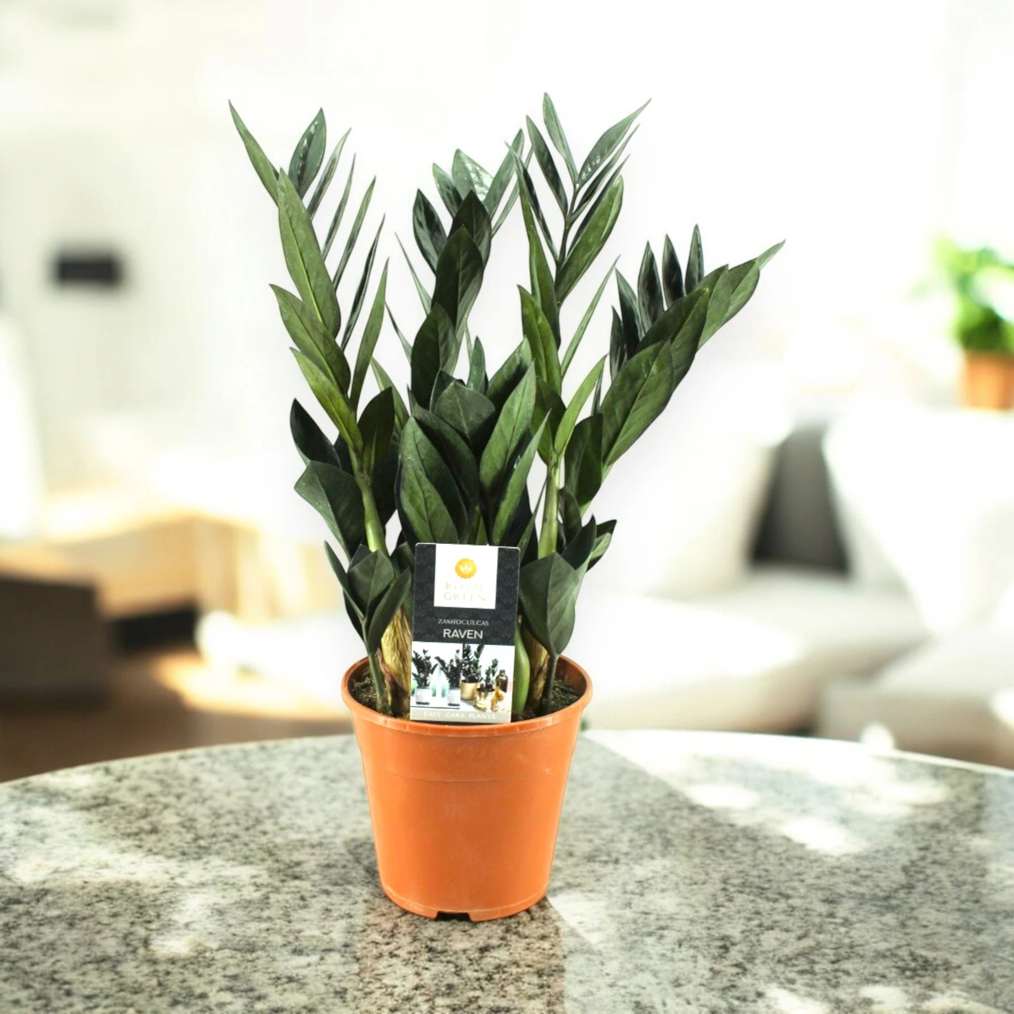 Zamioculcas 'Raven' su sfondo in granito