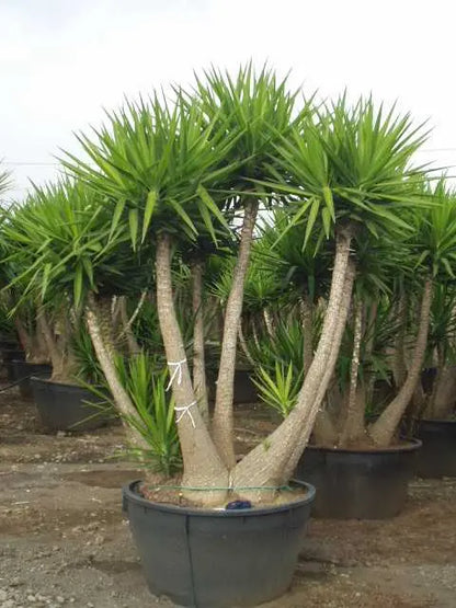 Yucca da interno in vaso, pianta dal tronco legnoso e foglie a stella