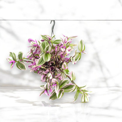 Tradescantia Nanouk - pianta