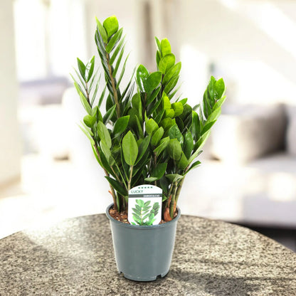 Zamioculcas zamiifolia (pianta ZZ) in vaso decorativo