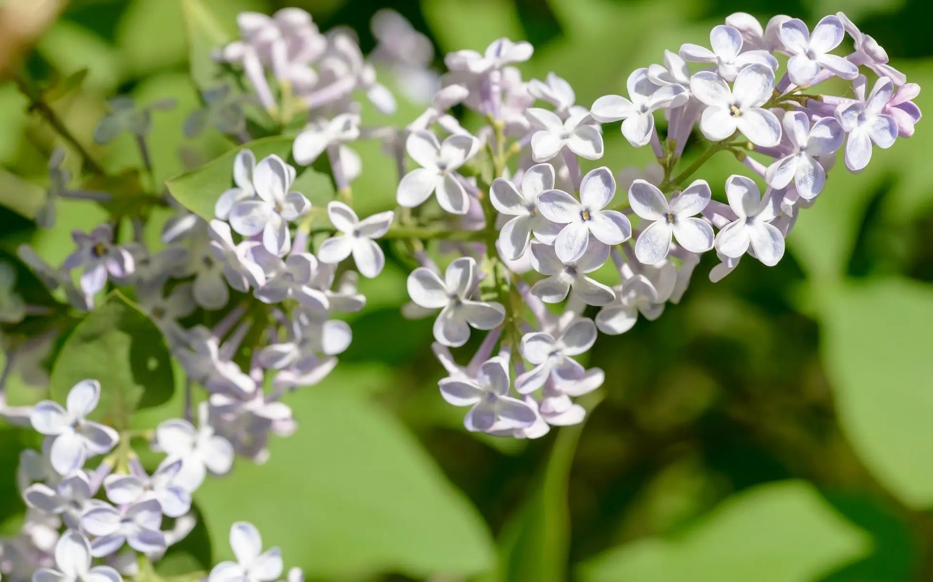 Syringa vulgaris 'Madame Lemoine', cespuglio in fiore
