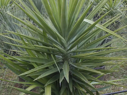 Yucca, dettaglio del ciuffo di foglie verdi appuntite