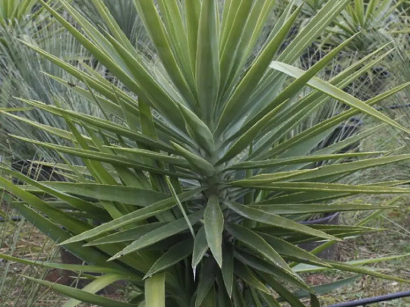 Yucca, dettaglio del ciuffo di foglie verdi appuntite