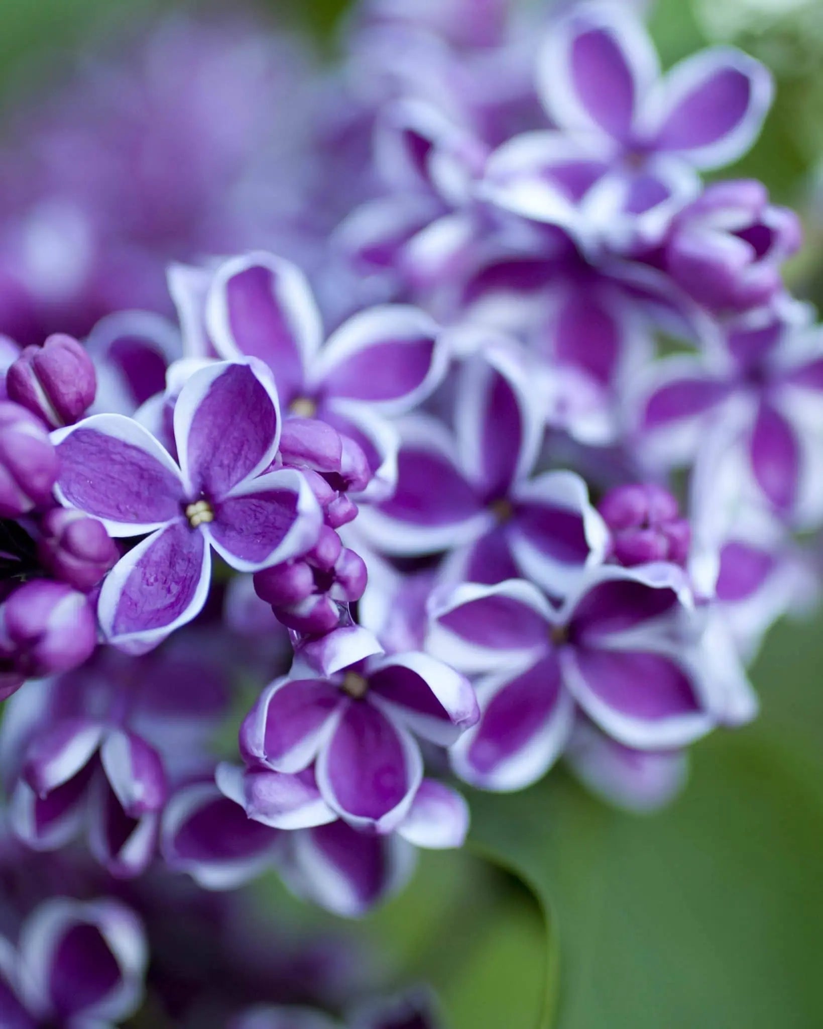 Syringa vulgaris 'Sensation', lillà bicolore viola bordato di bianco
