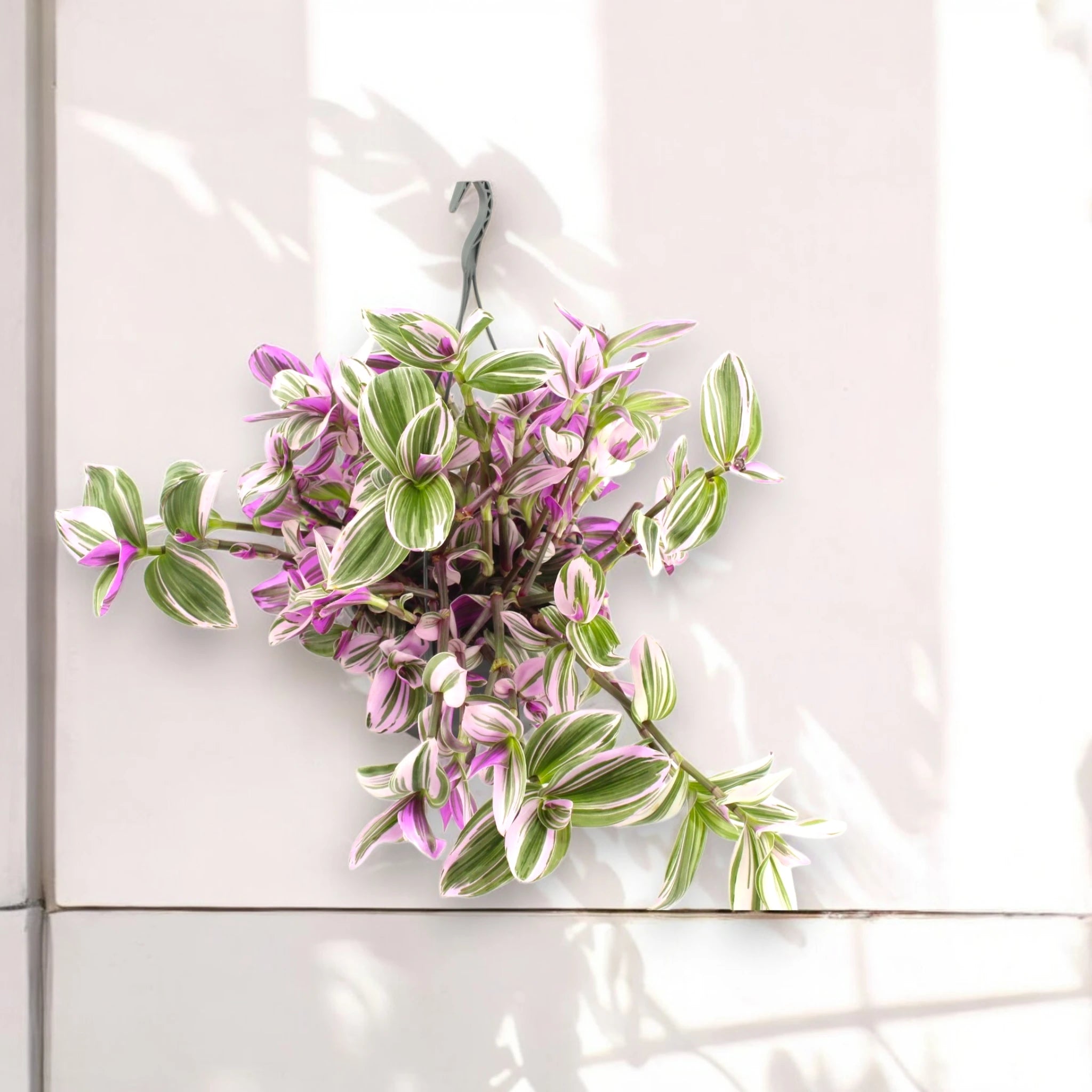 Tradescantia Nanouk - luce naturale