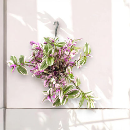 Tradescantia Nanouk - luce naturale