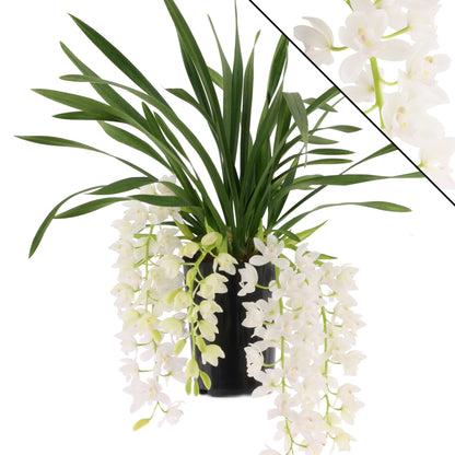Cymbidium Ice Cascade, orchidea dalla cascata di fiori bianchi