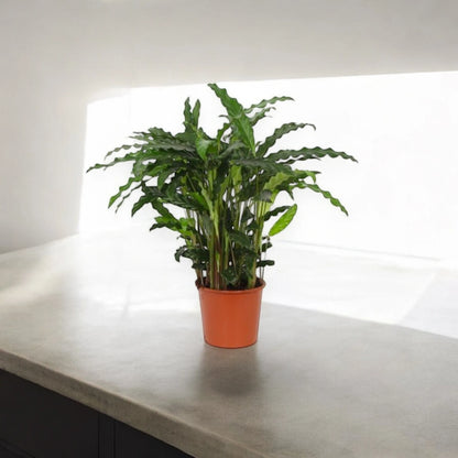 Calathea rufibarba, pianta da interno dalle foglie strette e ondulate