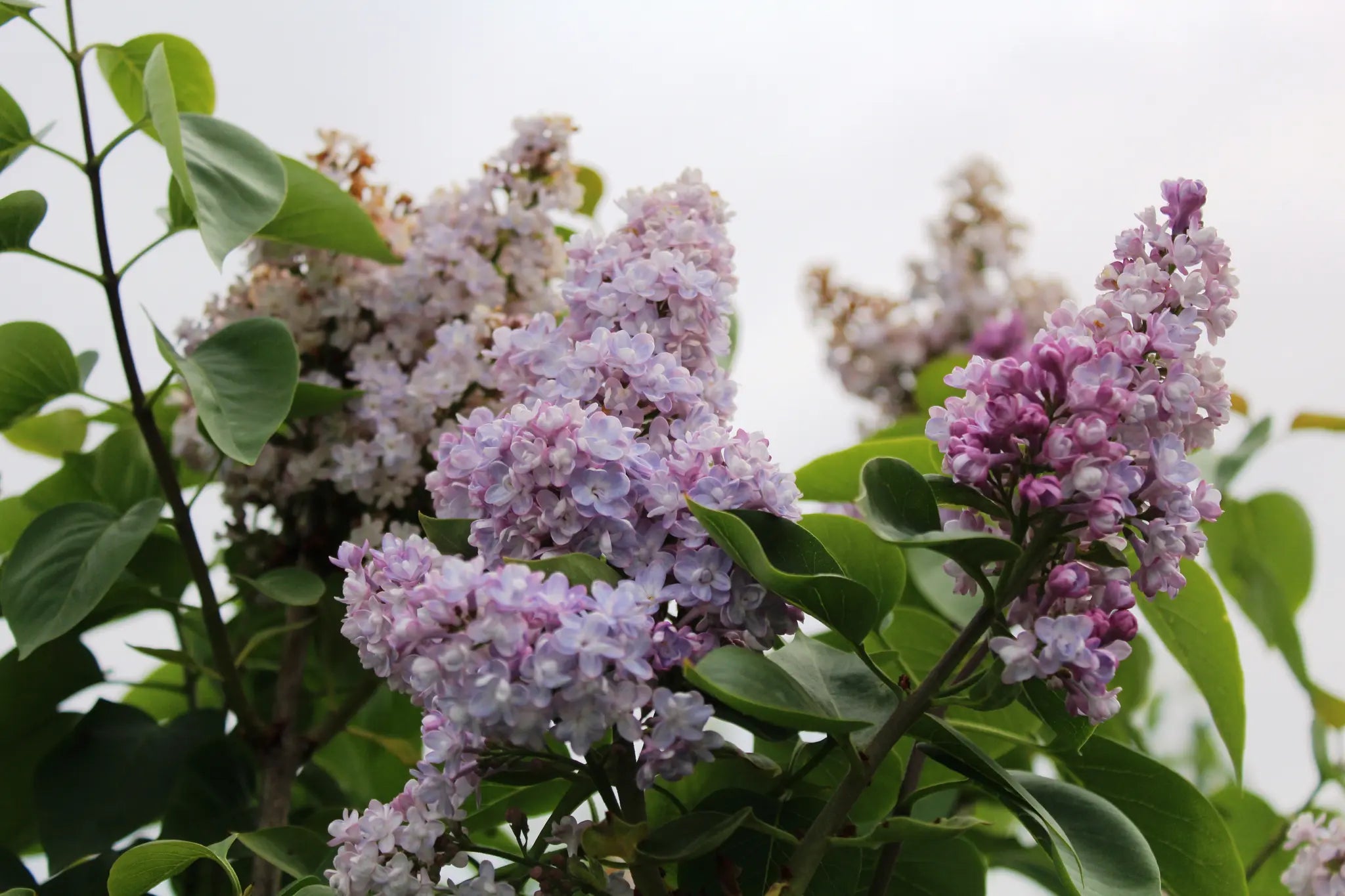 Syringa vulgaris 'Belle De Nancy', lillà dai fiori doppi rosa-lilla