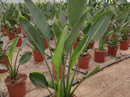 Strelitzia reginae - dettaglio