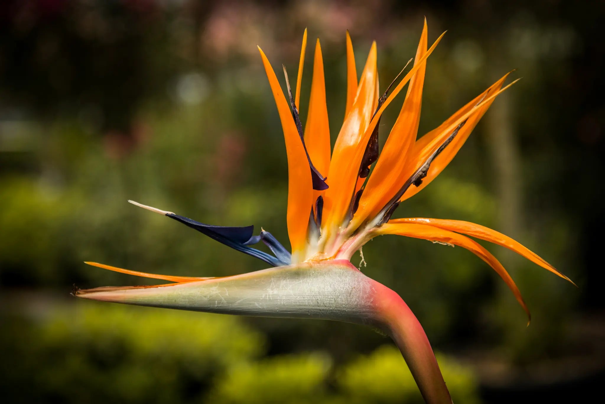 Strelitzia reginae - fiore uccello del paradiso