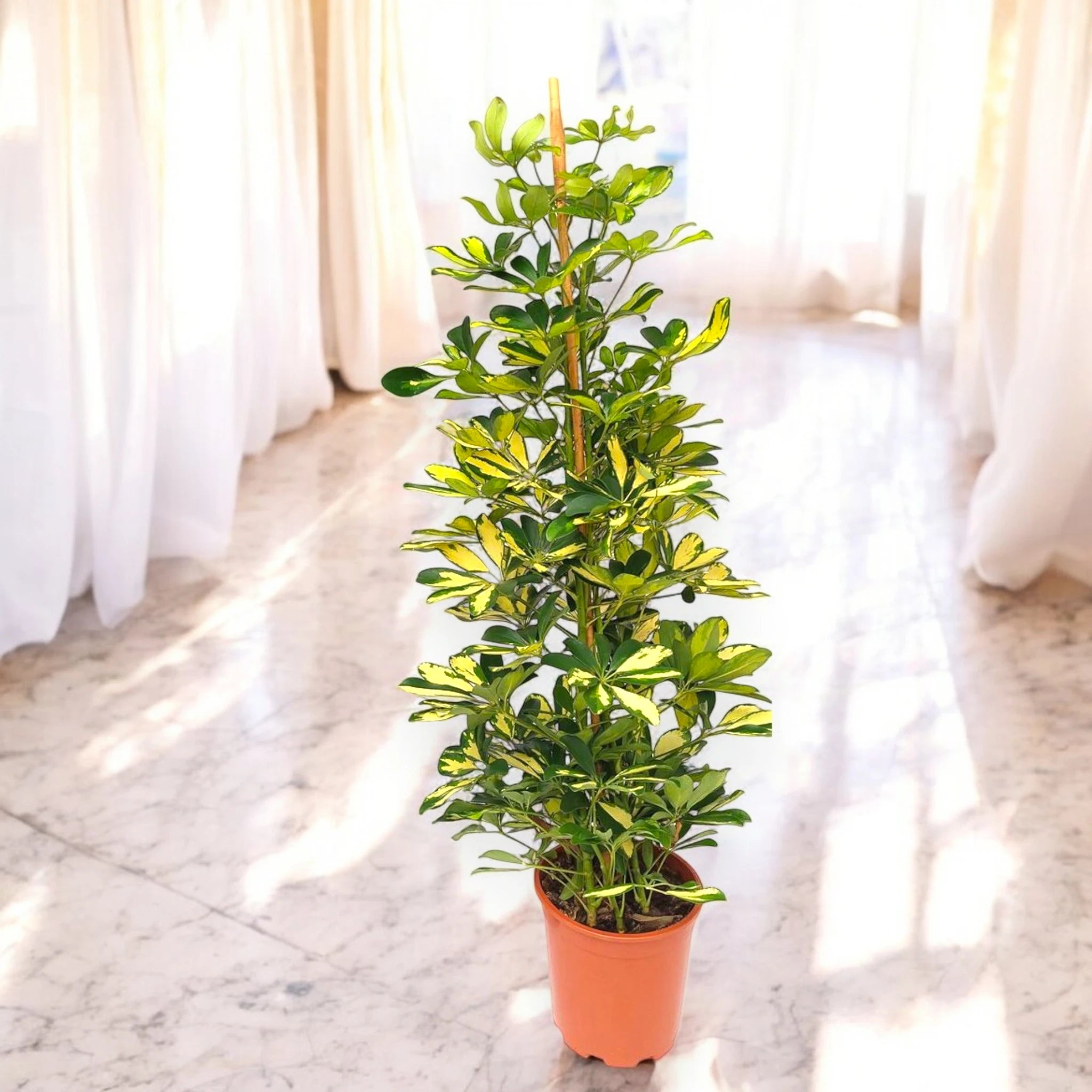 Schefflera Gold Capella in vaso, ambientata a pavimento