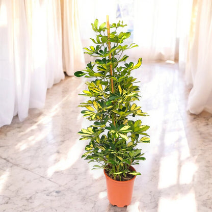 Schefflera Gold Capella in vaso, ambientata a pavimento