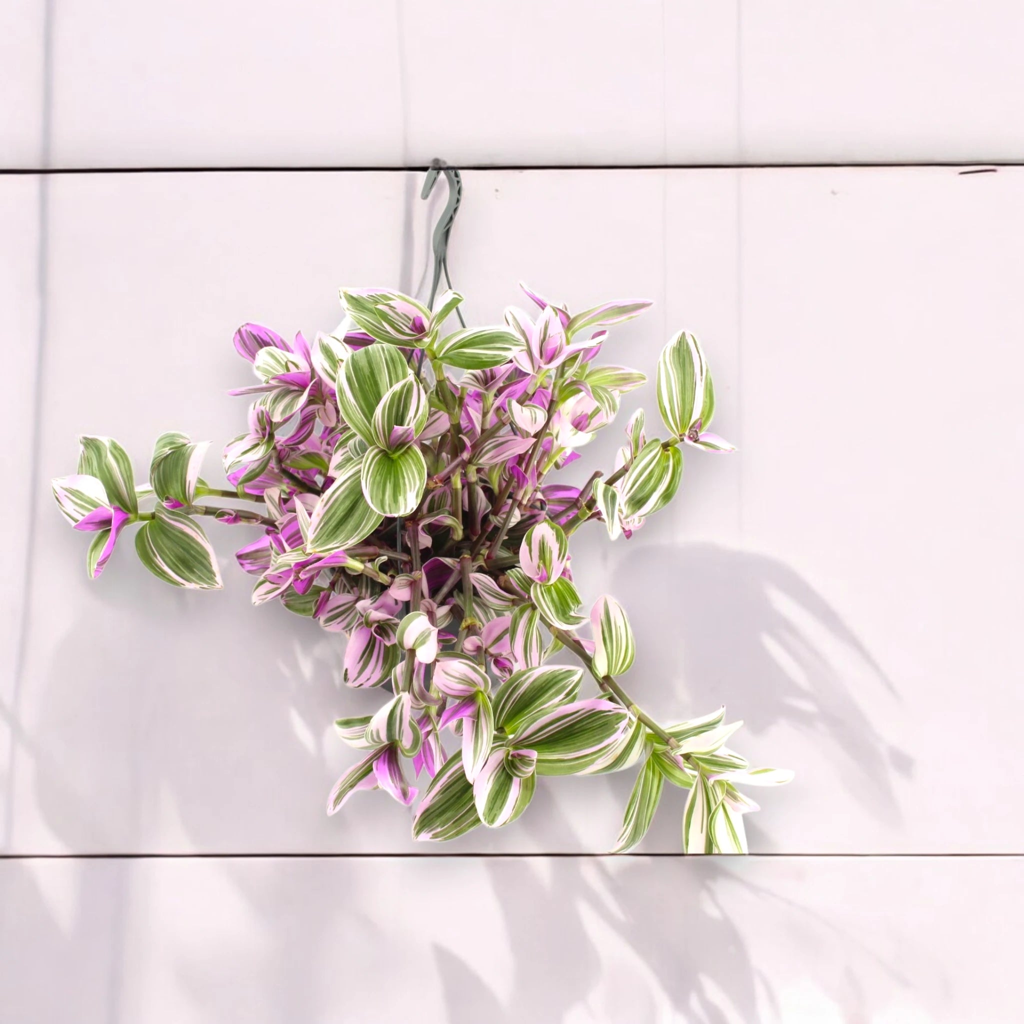 Tradescantia Nanouk - sole