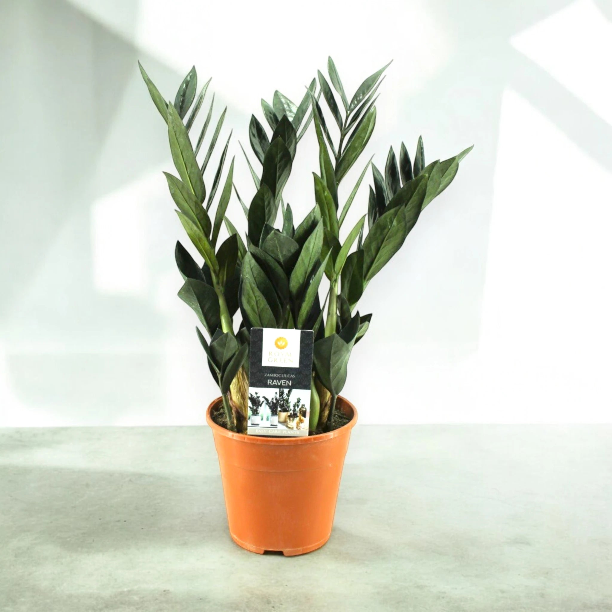 Zamioculcas 'Raven', foglie viola-nero in vaso