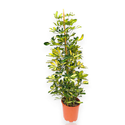 Schefflera arboricola Gold Capella, pianta da interno dalle foglie variegate oro