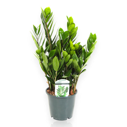 Zamioculcas zamiifolia (pianta ZZ) in vaso, pianta da interno