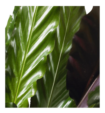 Calathea rufibarba, dettaglio del rovescio viola delle foglie