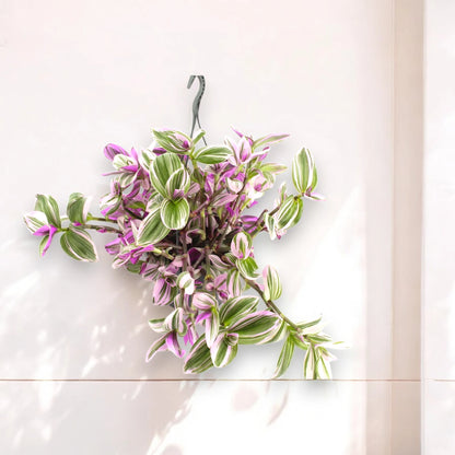 Tradescantia Nanouk - in vaso