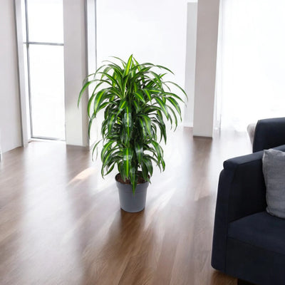 Dracaena fragrans 'Hawaiian Sunshine'
