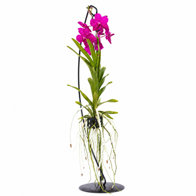 Vanda con supporto