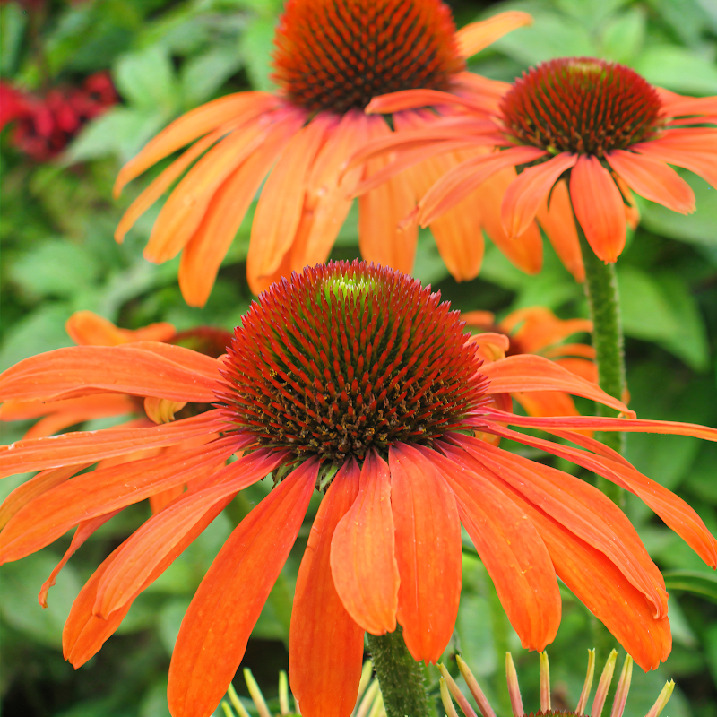 Echinacea 'Julia' in piena fioritura, fiori viola-rossastri con centro scuro, in un giardino soleggiato